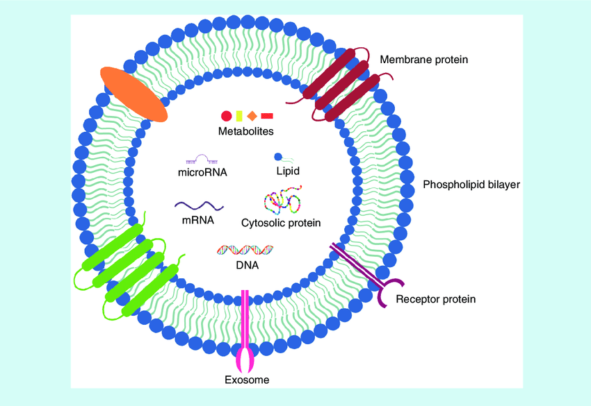 Exosome isolation and characterization